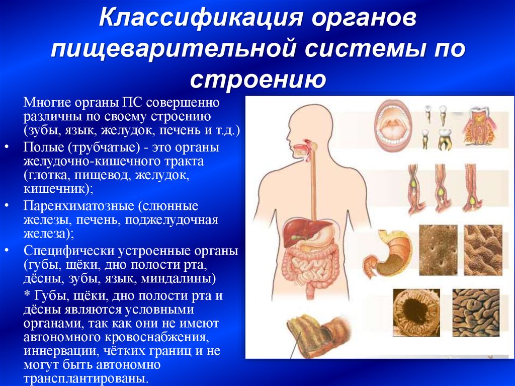 Полые органы человека. Классификация пищеварительной системы. Классификация органов пищеварительной системы по строению. Полые органы пищеварительной системы. Паренхиматозные органы пищеварительной системы.