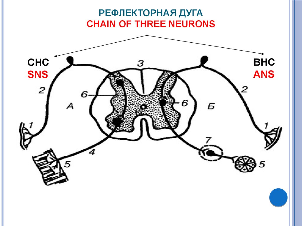 Схема рефлекторной дуги глазосердечного рефлекса