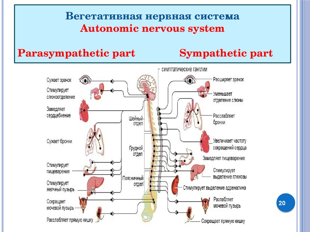 Где купить вегетативную. Спинной мозг вегетативная нервная система. Схема функций вегетативной нервной системы человека. Вегетативная нервная система анатомия схема. Симпатическая и парасимпатическая нервная система.