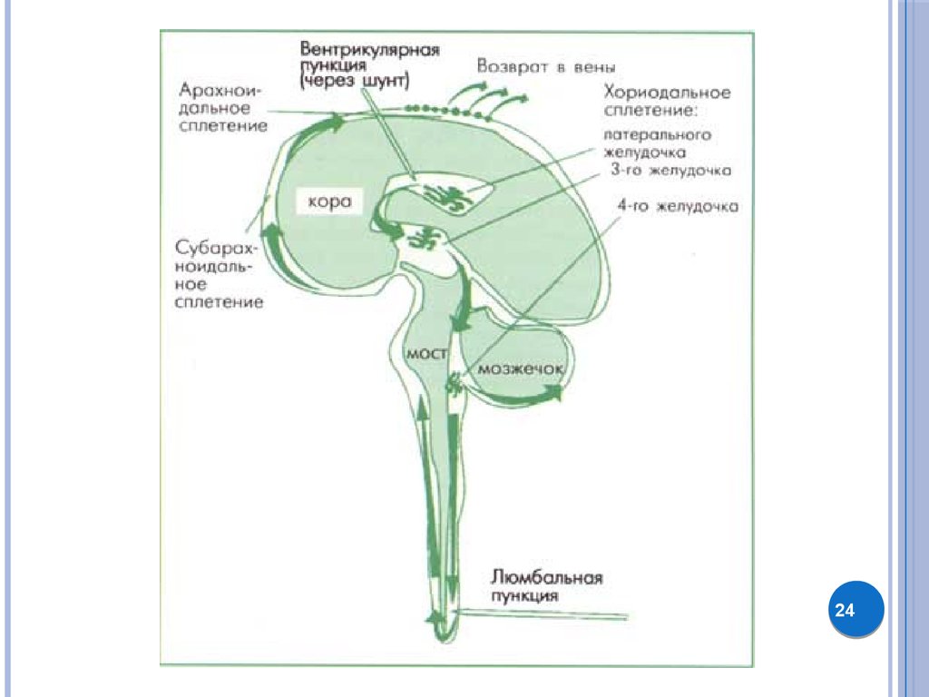 Движение ликвора в головном мозге схема
