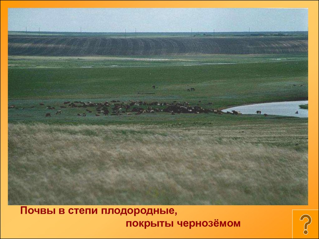 Какой тип почвы в степной зоне. Почвы степей Евразии. Почвы Степной зоны. Зона степей почва. Черноземные степи.