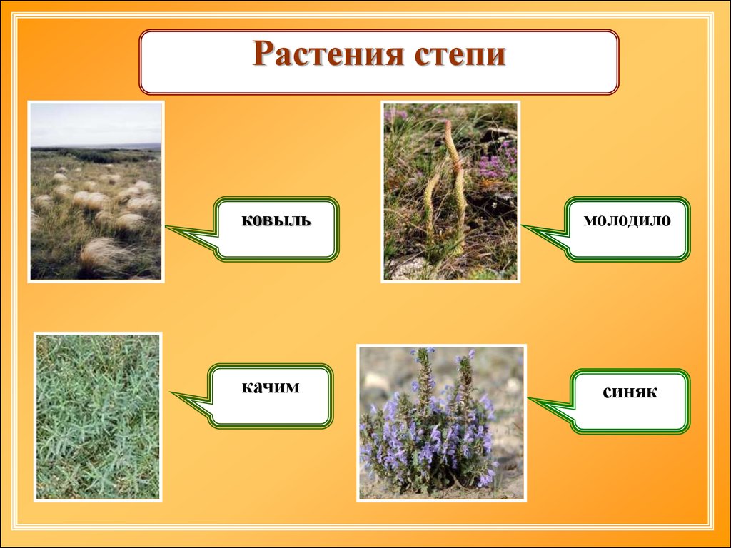 Растения степи 5 класс биология. Растения степи. Растения зоны степей. Растения степи России. Растения растущие в степи.