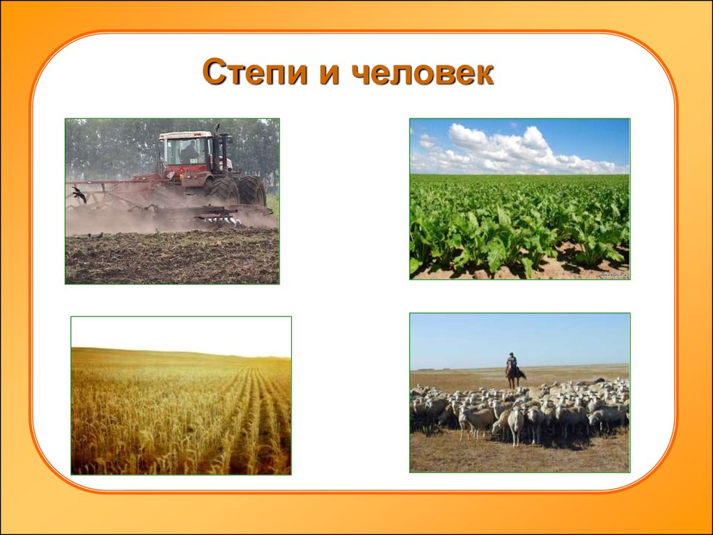 Как человек использует степь в наши дни. Деятельность человека в зоне степей России. Деятельность человека в Степной зоне 4 класс. Природные зоны России деятельность человек в степях. Деятельность человека в степях и лесостепях России.