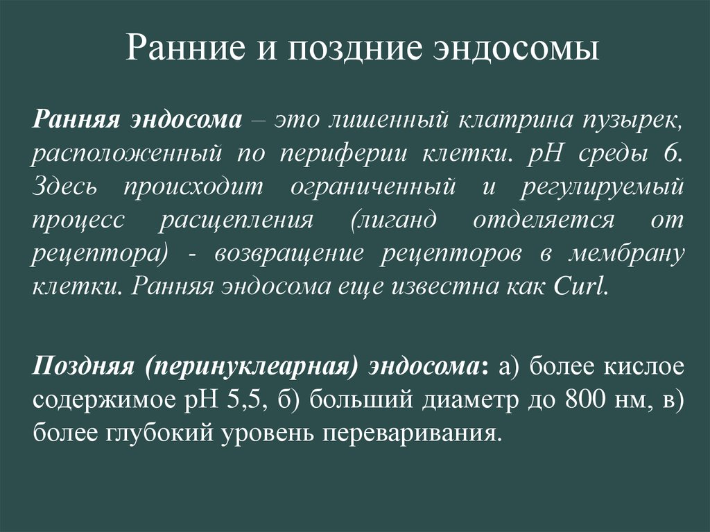 Назначенную ранние. Ранняя и поздняя эндосомы. Поздние эндосомы. Поздние (перинуклеарные) эндосомы. Образована эндосомы окружение.