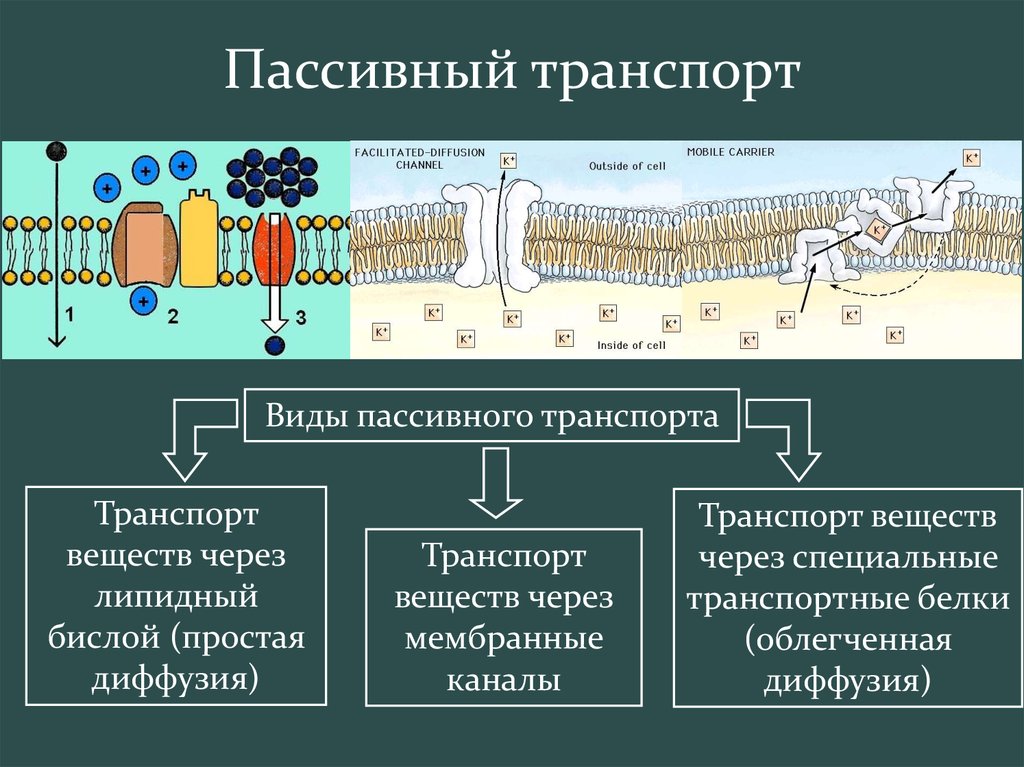 Виды транспорта через клеточную мембрану схема