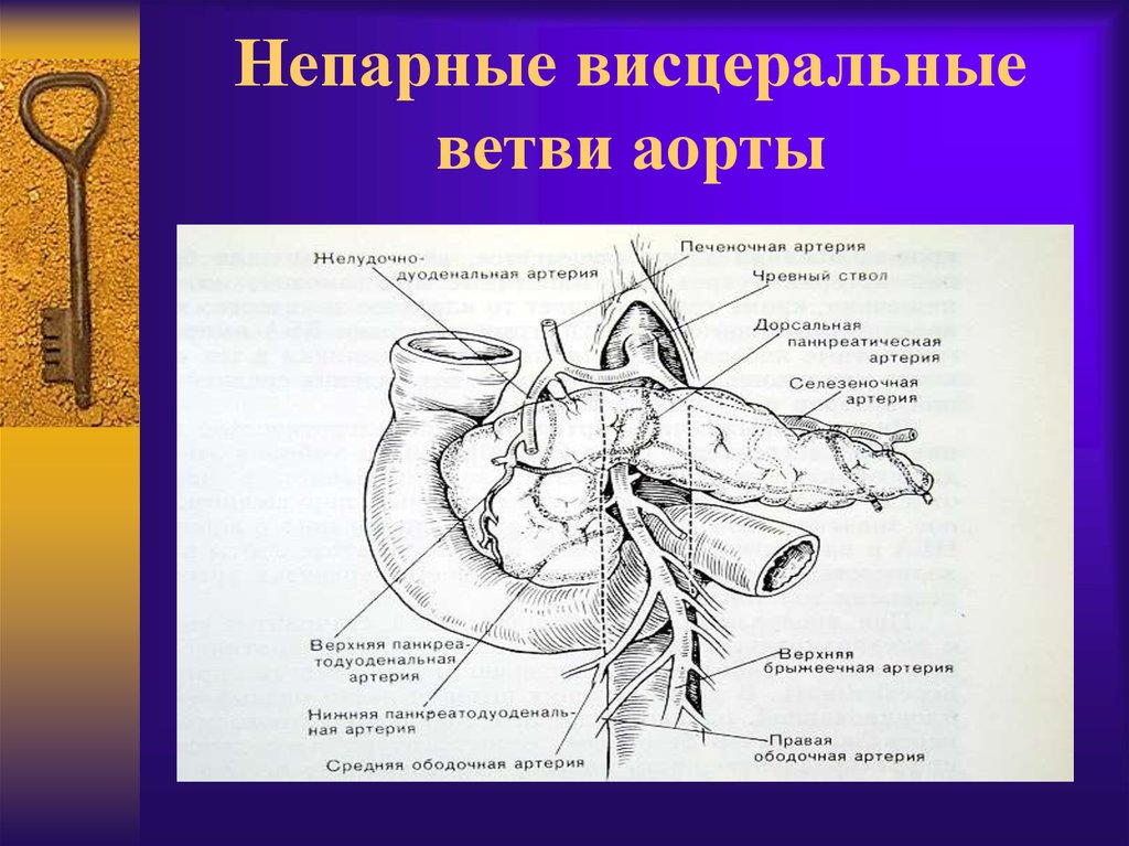 Висцеральные притоки. Аорта чревный ствол анатомия. Внутренностные ветви брюшной аорты. Висцеральные ветви брюшной аорты. Чревный ствол топографическая анатомия.