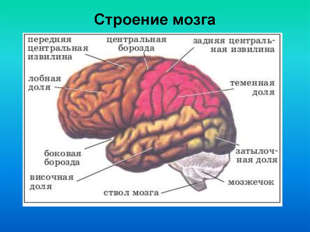 Мозг пьющего человека фото