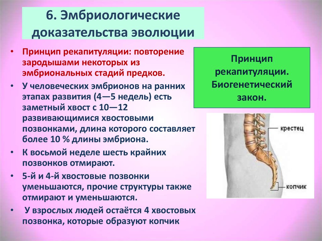 Эмбриологические доказательства эволюции