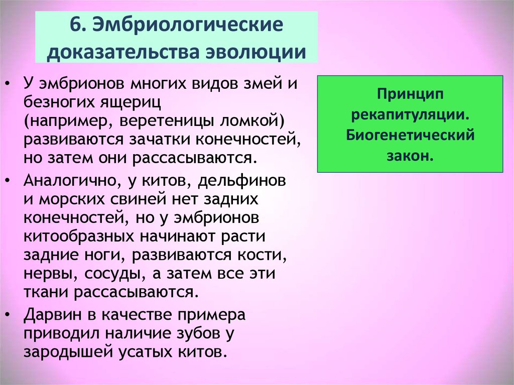 К эмбриологическим доказательствам эволюции относят