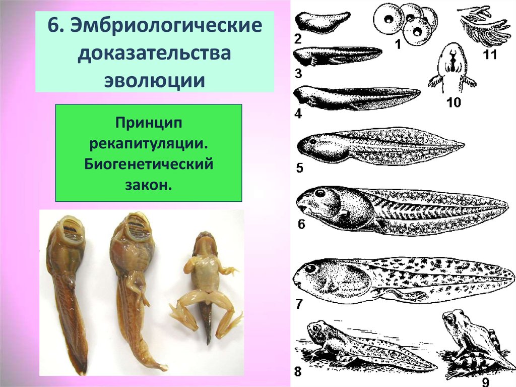 Эмбриологические доказательства эволюции. Эмбриологические док-ва эволюции. Эмбриональные доказательства эволюции. Рекапитуляция. Биогенетический закон.