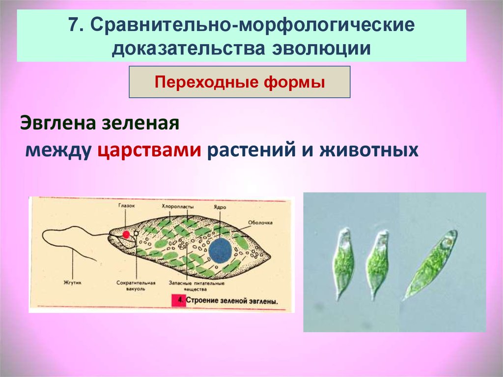 Какие хлоропласты у эвглены зеленой