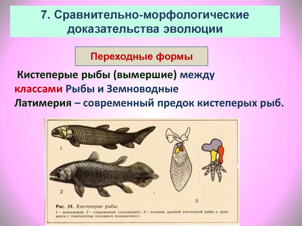 Приведите 2 3 примера переходных. Переходные формы кистеперые рыбы. Переходные формы рыб и земноводных. Переходные формы между рыбами и земноводными. Переходные формы эволюции.