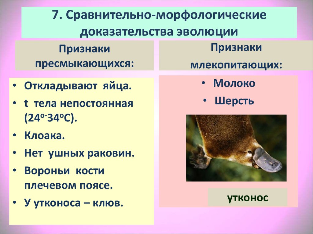 Доказательства млекопитающих. Утконос признаки пресмыкающихся и млекопитающих. Особенности утконоса. Морфологические признаки пресмыкающихся. Признаки млекопитающих у утконоса.