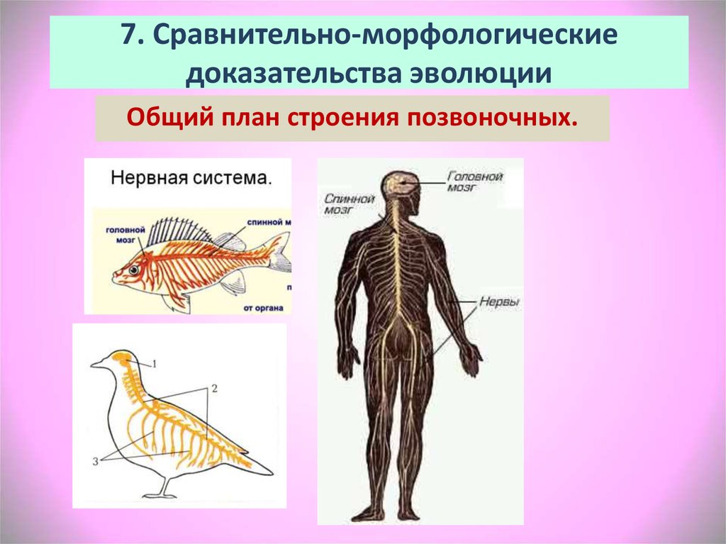 Переходные формы сравнительно анатомические. План строения позвоночных. Общий план строения позвоночных. Планс тоения позвоночных. Морфологические доказательства эволюции.