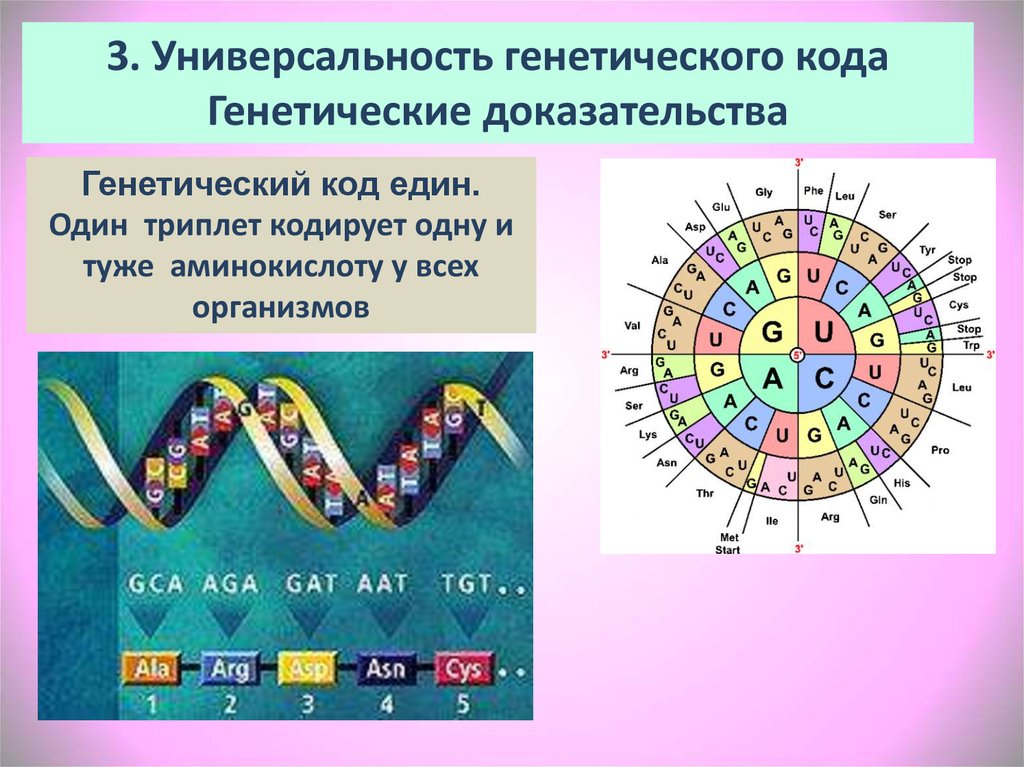 Определить код человека. Генетический код. Универсальность генетического кода. Универсальность кода ДНК. Наследственная информация и генетический код.
