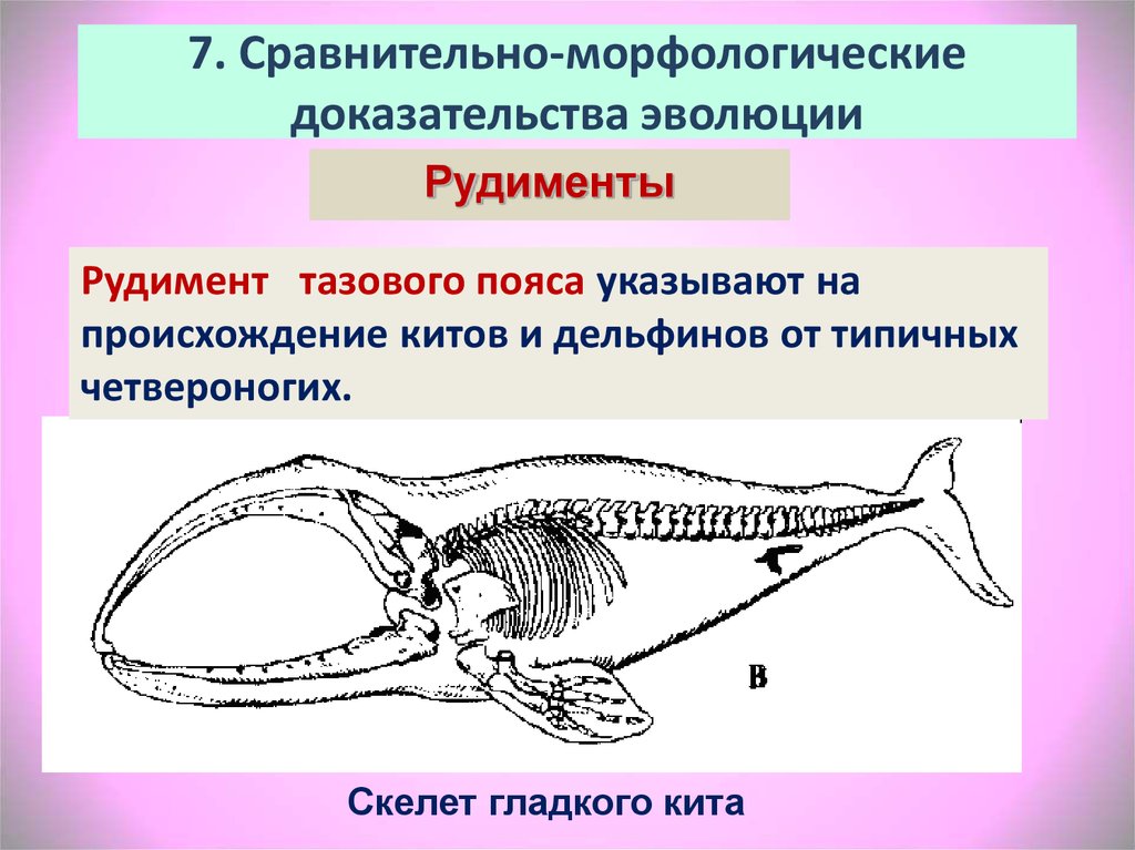 Сравнительно анатомические доказательства примеры. Морфологические доказательства эволюции. Сравнительно морфологические доказательства эволюции. Морфологические доказательства эволюции примеры. Сравнительно-морфологические доказательства эволюции рудименты.