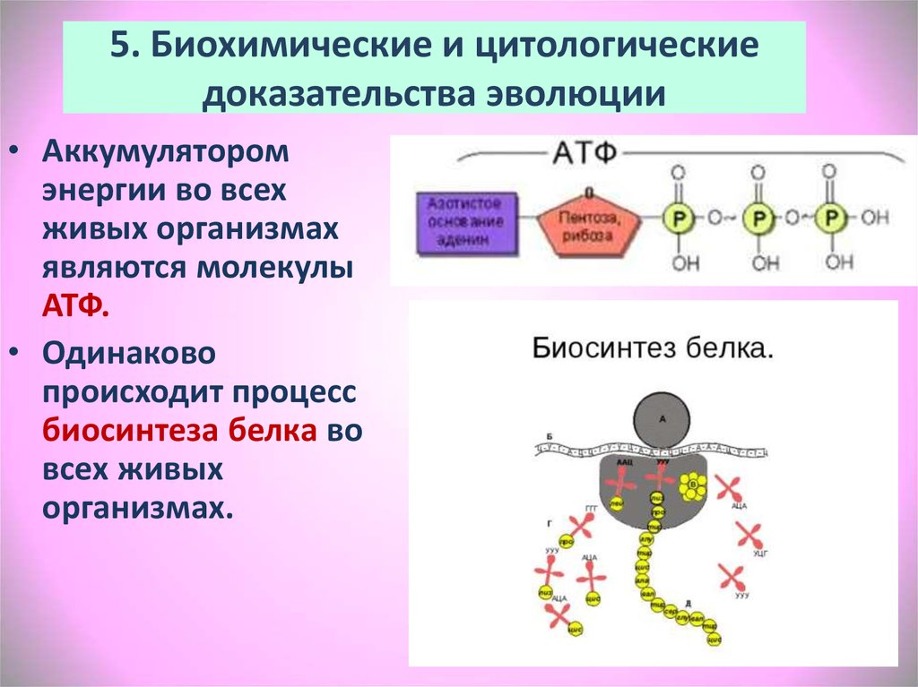 Генетические доказательства. Генетико биохимические доказательства. Молекулярно-генетические доказательства эволюции. Молекулярно биохимические доказательства эволюции. Сравнительно биохимические доказательства эволюции.