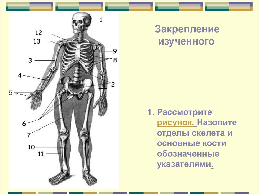 Определите какая кость на рисунке обозначена цифрой 1 назовите отдел скелета верхних конечностей