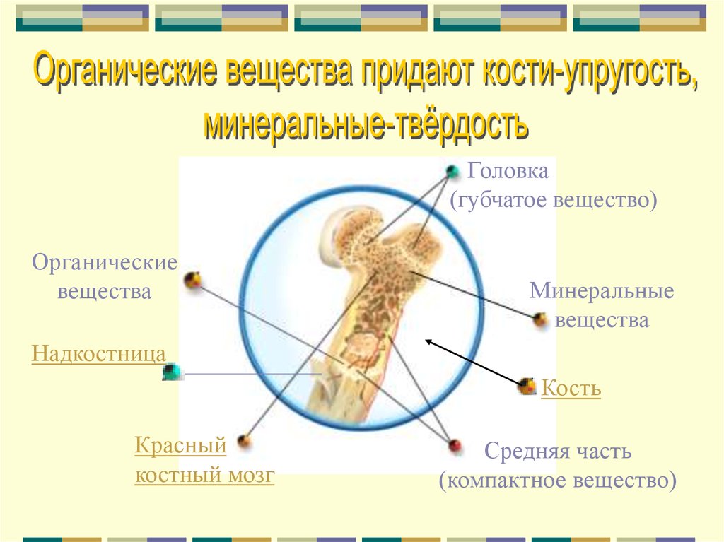 Вещества придающие твердость кости