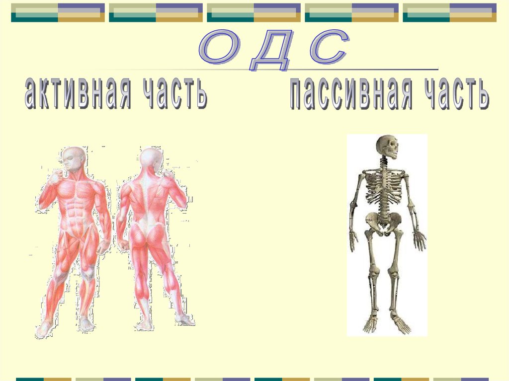 Открытые уроки по биологии 8. Биология 8 класс скелет человека осевой скелет. Презентация на тему скелет. Презентация на тему скелет человека. Строение скелета презентация.