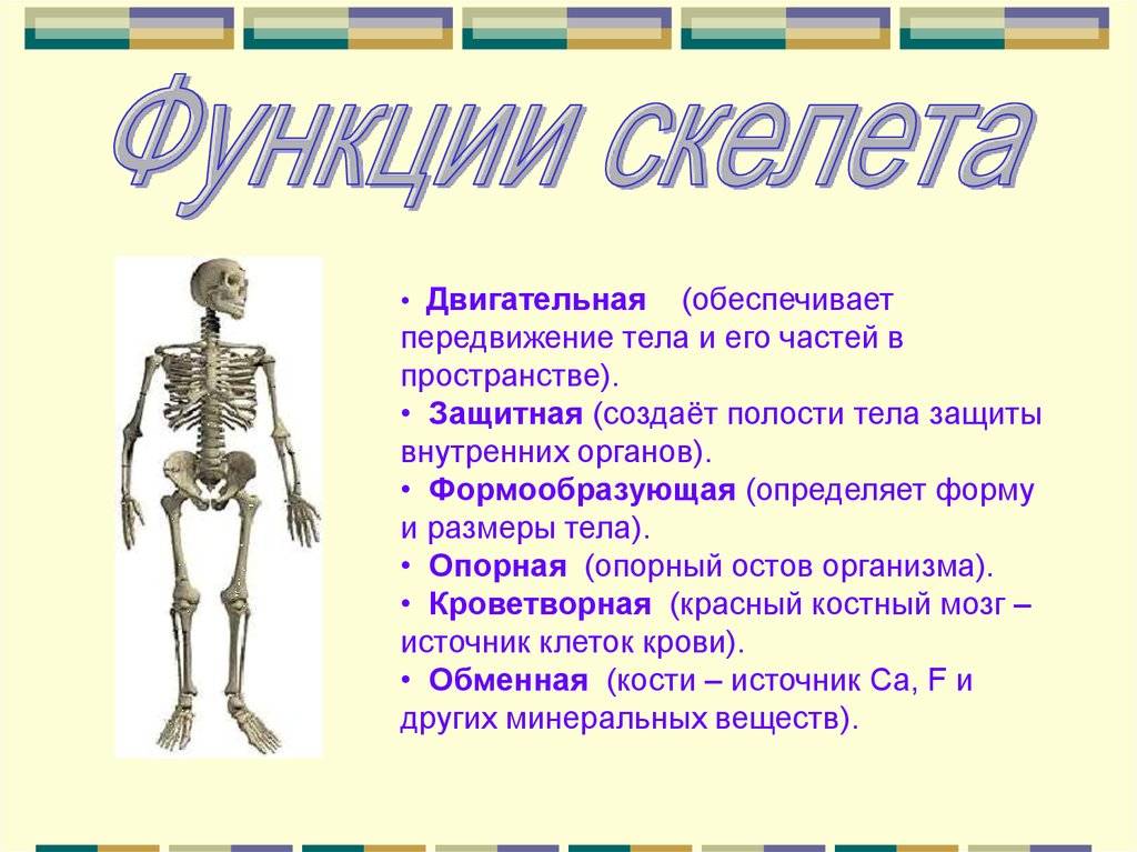 Скелет человека презентация