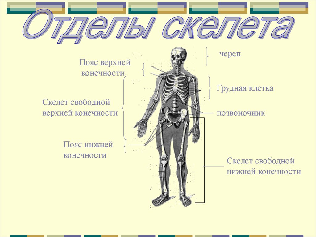 Скелет свободных конечностей отделы