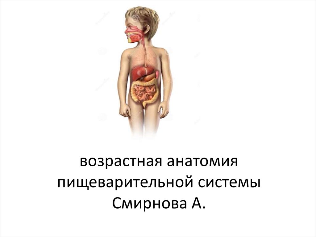 Презентация возрастные особенности развития пищеварительной системы