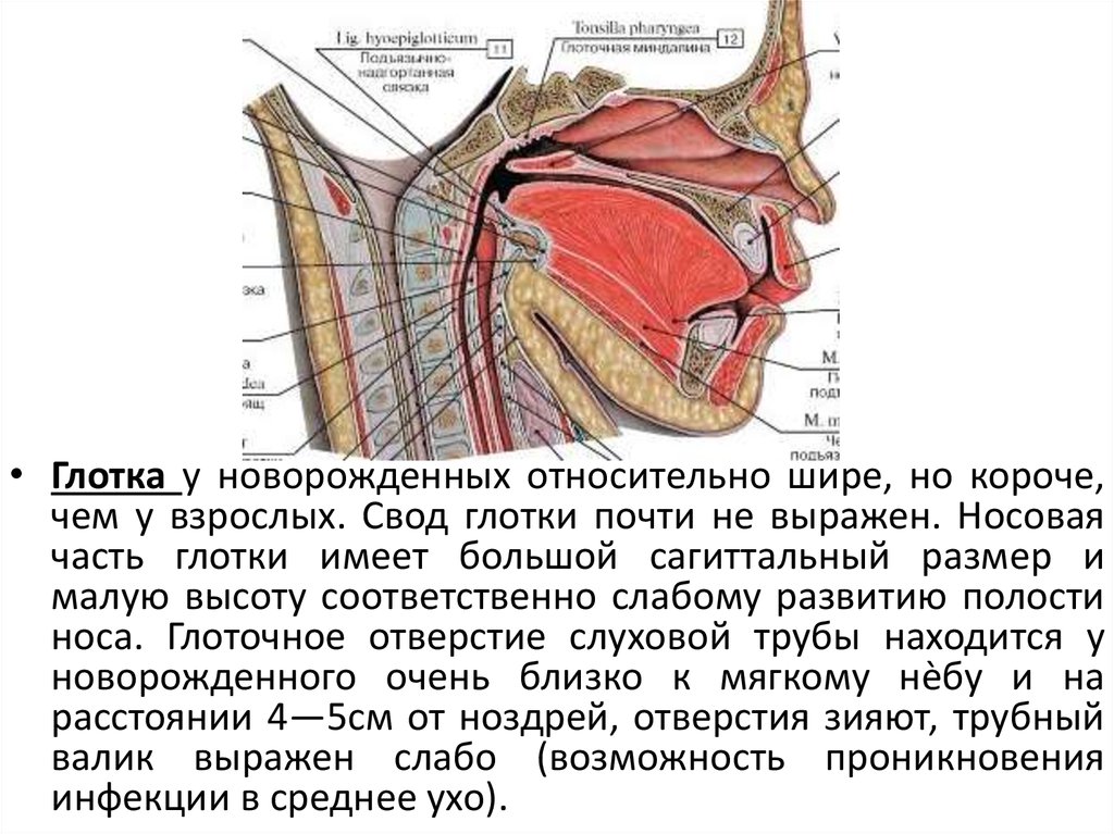 Глотка имеет стенки. Носовая часть глотки анатомия. Носовая часть глотки отверстия.