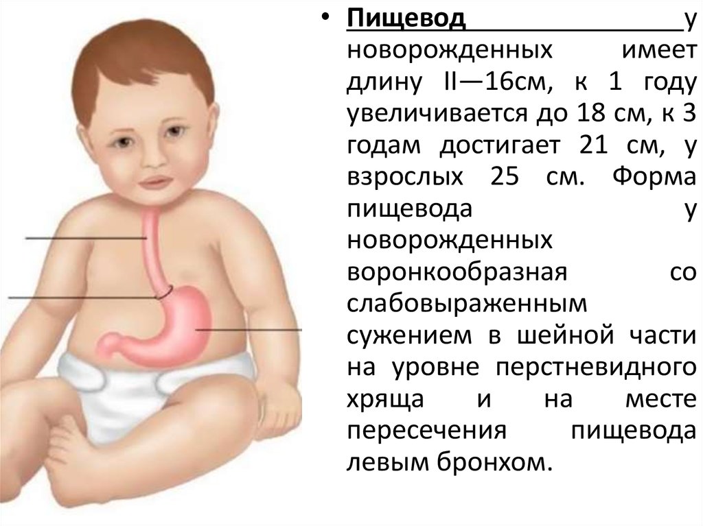 Размер пищевода. Пищеварительная система грудничка. Особенности пищеварительной системы у новорожденных. Пищеварительная система ребенка грудного ребенка. Пищевод новорожденного.