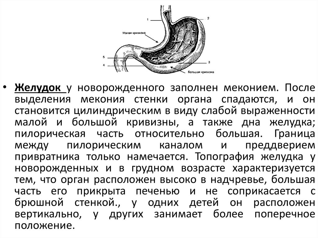 Грудной желудок. Строение ЖКТ новорожденного. Строение желудка новорожденного. Строение желудка у новорожденных.