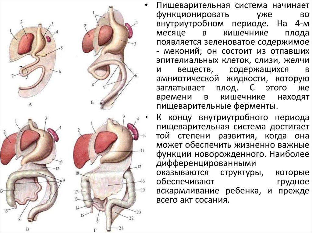 Развитие пищеварительной системы анатомия