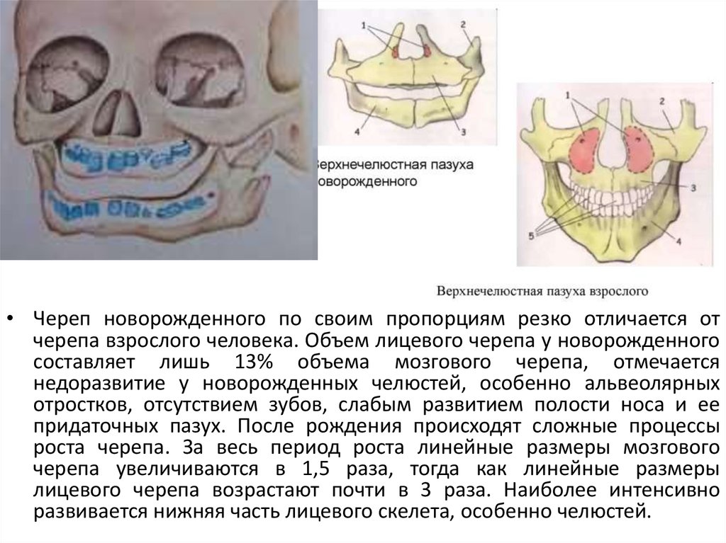 Возрастная анатомия строение. Строение нижней челюсти у новорожденного. Возрастные изменения челюстей. Челюсть младенца строение. Верхняя челюсть новорожденного.