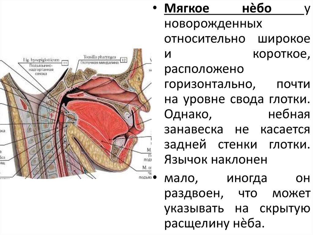 Что находится над. Небная занавеска анатомия. Мягкое небо небная занавеска.