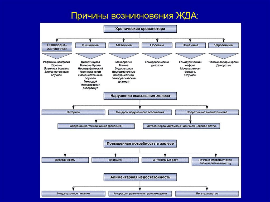 План обследования железодефицитной анемии