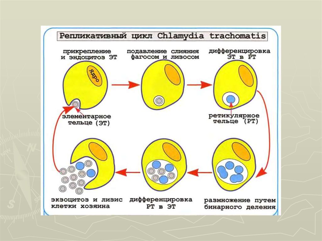 Хламидия trachomatis. Схема цикл развития хламидий. Стадии жизненного цикла хламидии. Хламидии схема клетки. Этапы цикла развития хламидий.