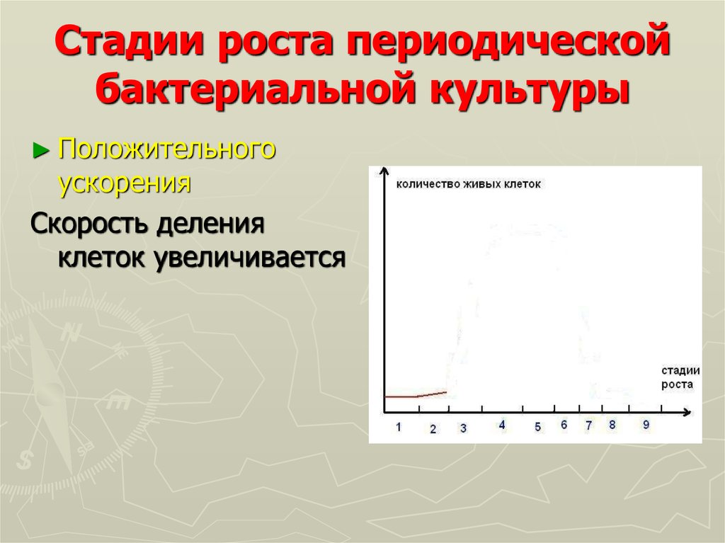 Стадия роста