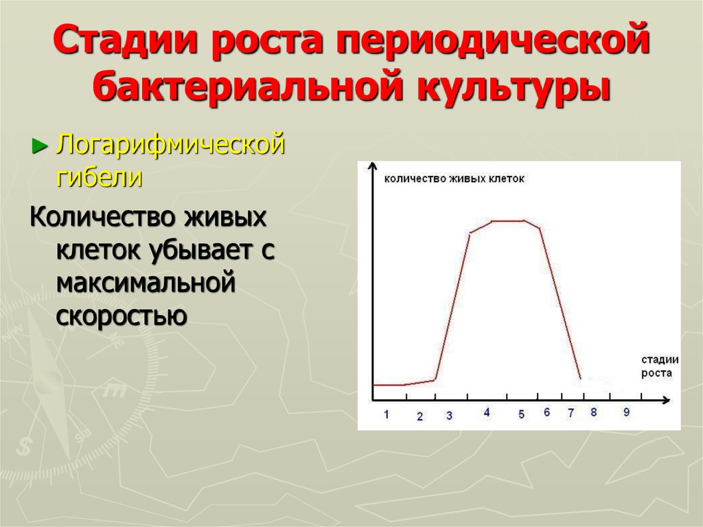 Бактериальная культура это. Стадии роста периодической бактериальной культуры. Стационарная фаза роста. Стационарная фаза роста бактерий. Фазы роста периодической культуры бактерий.