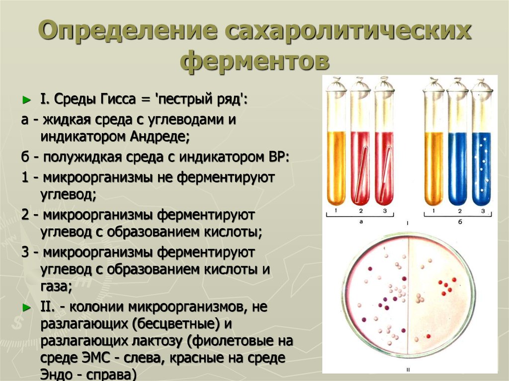 Сахаролитические свойства бактерий