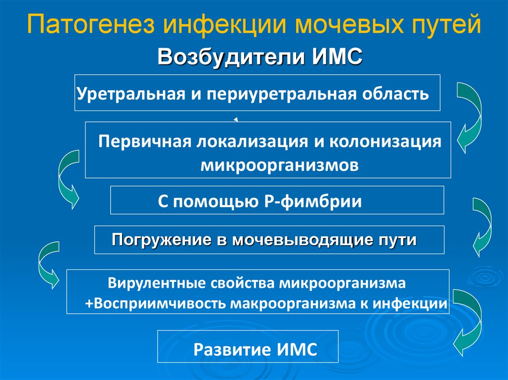 Патогенез инфекции