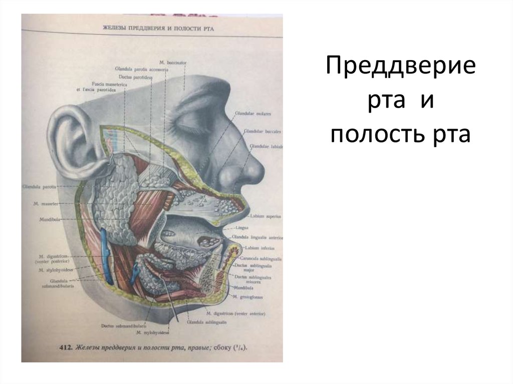 В преддверие или в преддверии. Верхний свод преддверия рта латынь. Преддверие полости рта анатомия. Строение преддверия рта. Преддверье ротовой полочти.