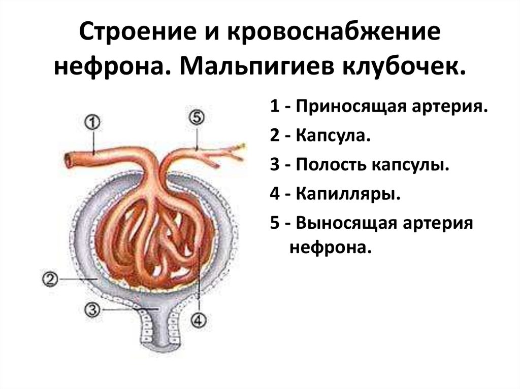 Клубочек нефрона рисунок