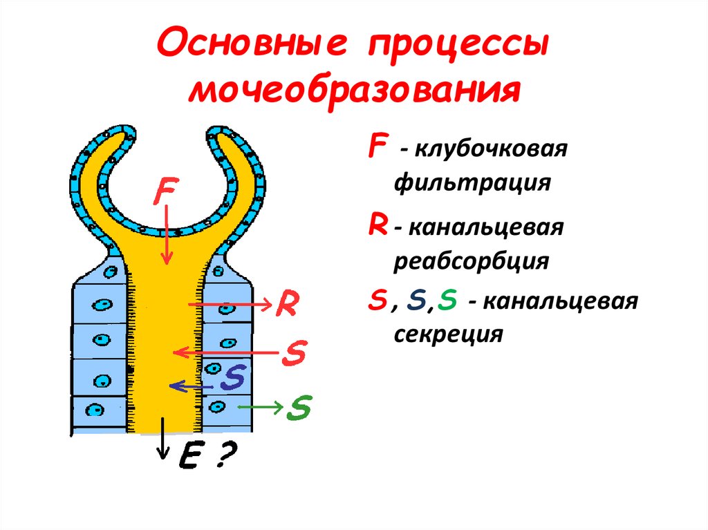 Процесс мочеобразования презентация