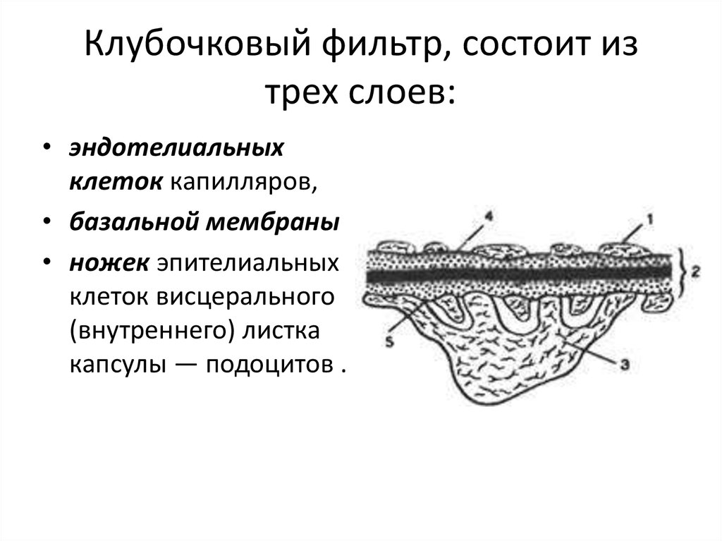 Фильтрационная мембрана почки схема