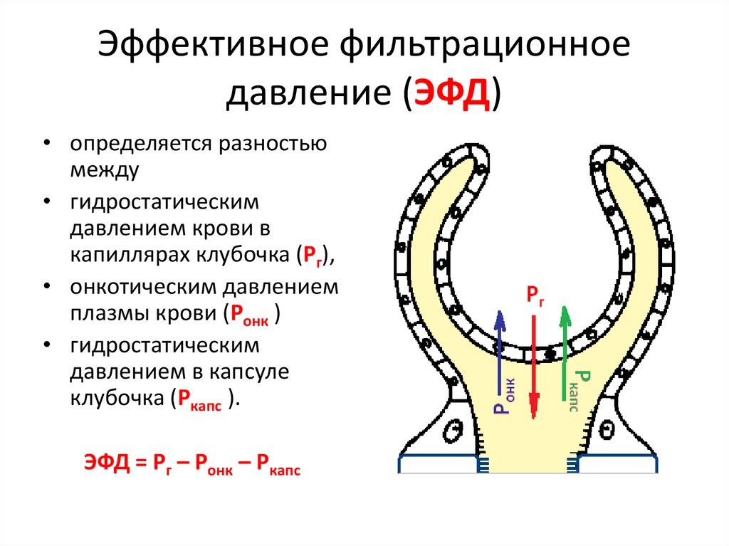 Почечное давление. Формула фильтрационного давления физиология. Формула расчета фильтрационного давления. Формула эффективного фильтрационного давления в почках. Формула фильтрационного давления для нефрона.