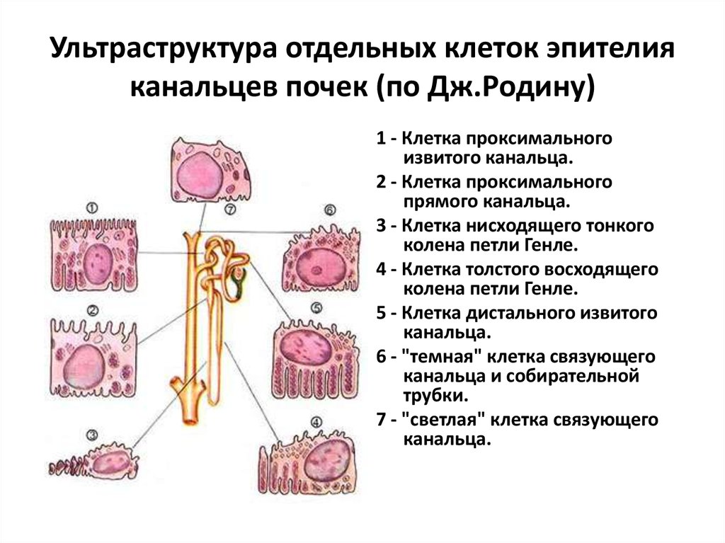 Презентация выделительная система пименов