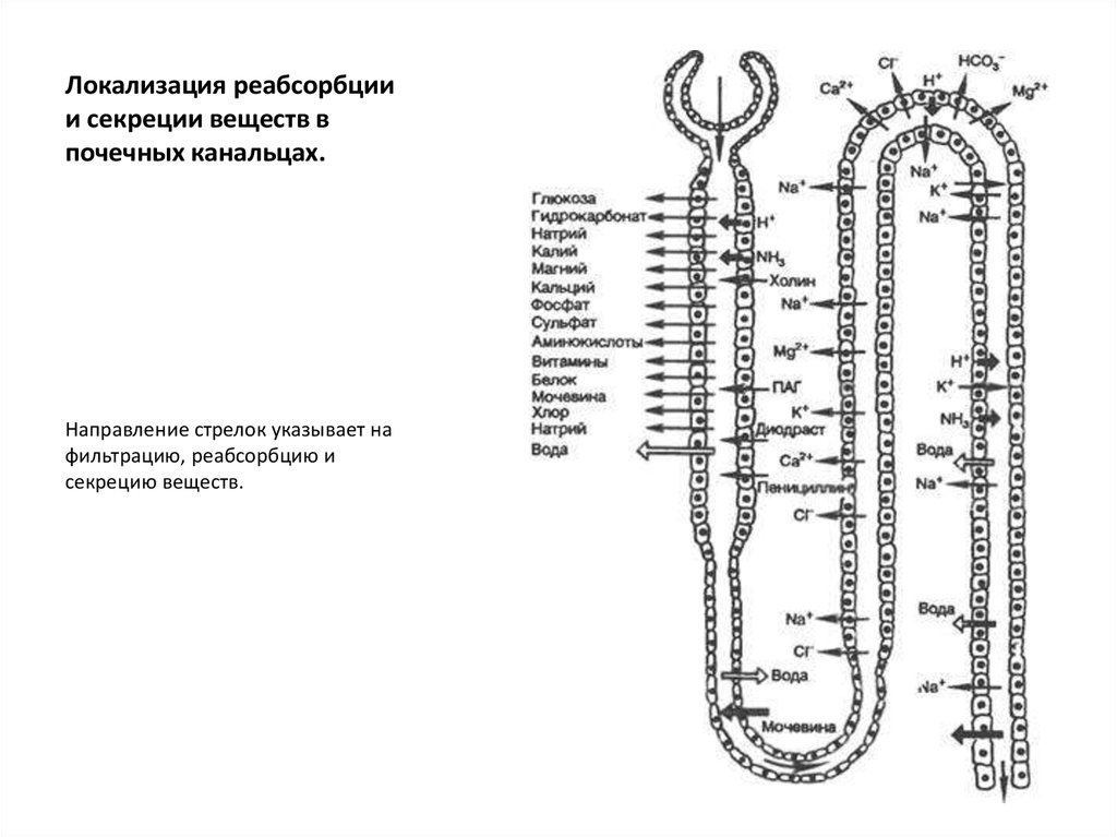 Схема реабсорбции в нефроне