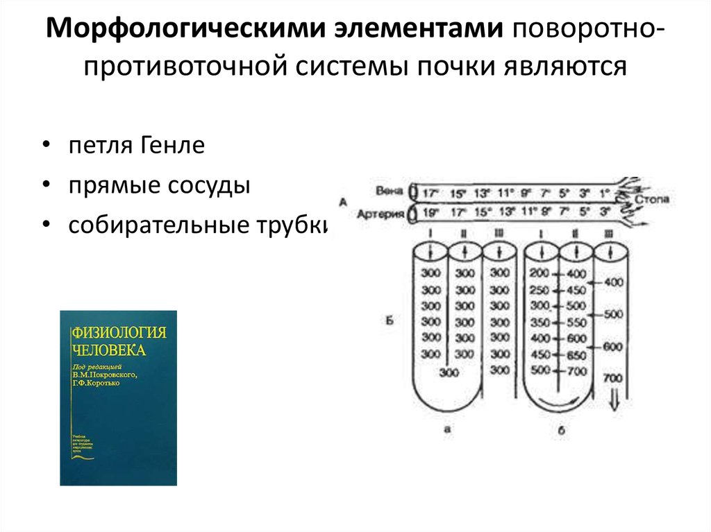 Схема поворотно противоточной множительной системы почек