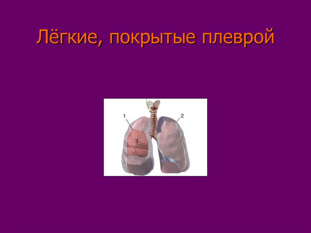 Легкие покрыты. Легкие покрыты плеврой. Каждое легкое сверху покрыто плеврой.