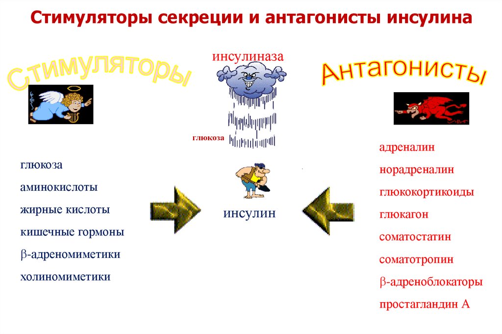 Самым сильным стимулятором выработки инсулина является