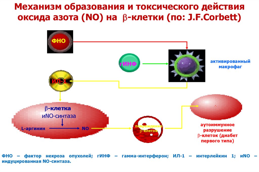 Патофизиология сахарного диабета презентация